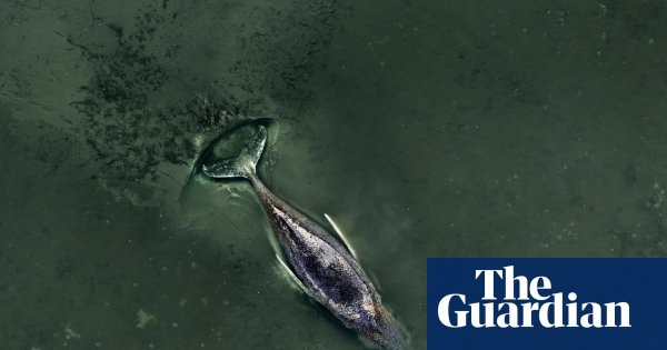 ‘We are totally out of our depth’: experts say whale stranded in Baltic is beyond saving