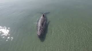 Humpback whale stranded in shallow waters in northern Germany