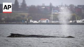 Humpback whale stranded again in Germany after it was freed by rescuers