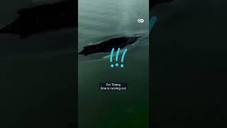We failed Timmy, the stranded whale — now what? | DW News