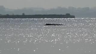 LIVE: Rescue of a humpback whale stranded in shallow water in the Baltic Sea