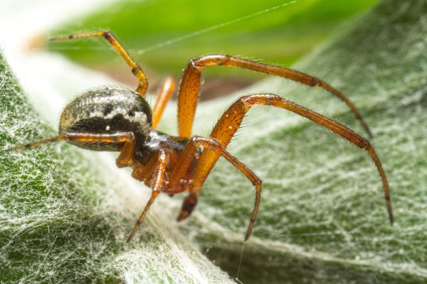 Spider bite hospital admissions up after ‘explosion’ of false widows