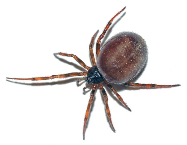 Steatoda