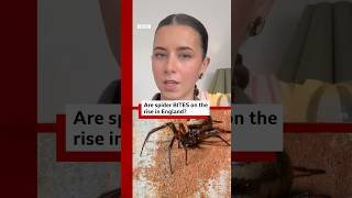 Is the bite of the false widow spider dangerous? #Spider #UK #BBCNews