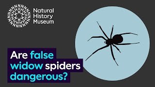 Are false widow spiders dangerous?